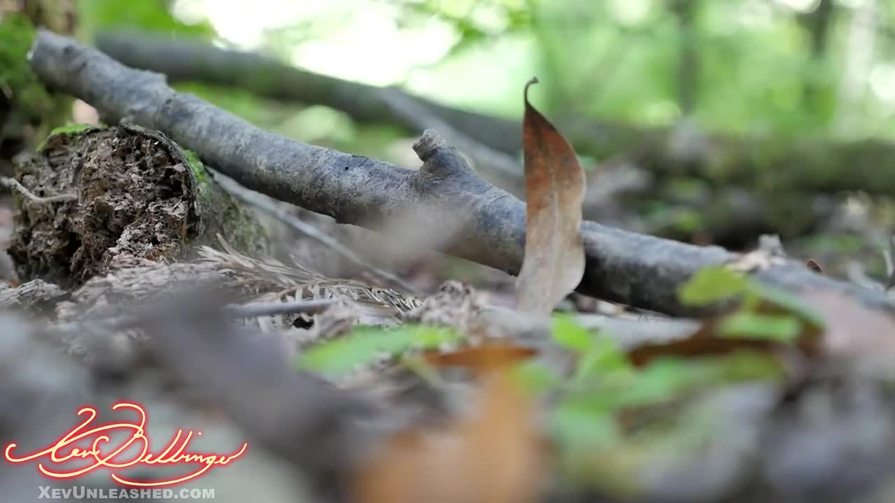 Xev Bellringer Outdoor Blowjob For Water Video