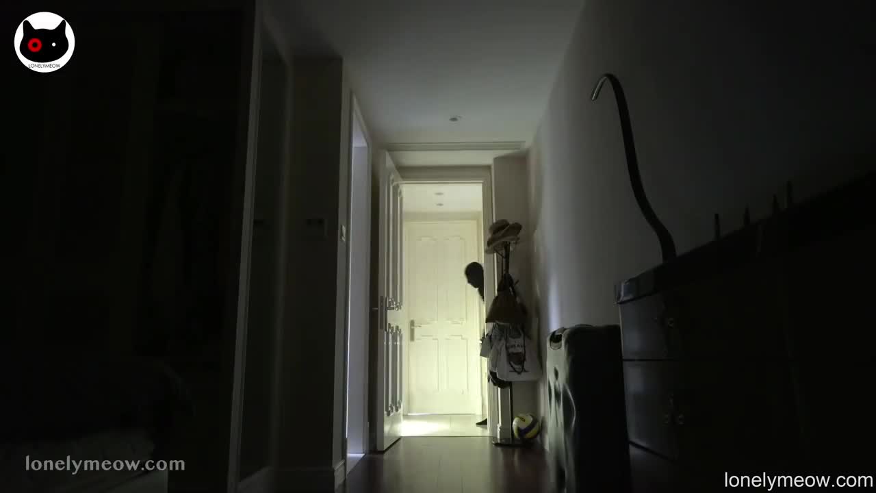 Lonely Meow – Underwear Stealer