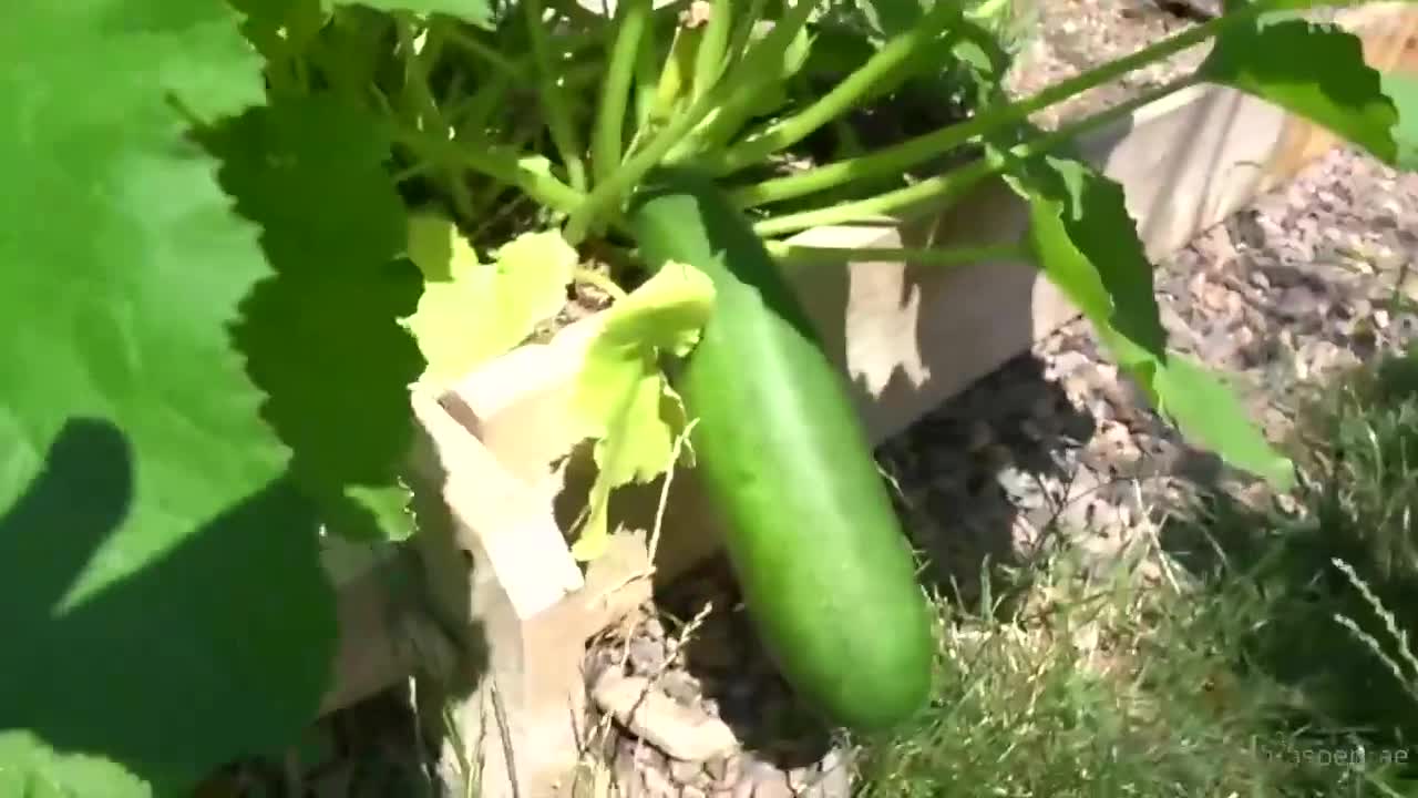 Aspen Rae Fucks Giant Zucchini Video Leaked