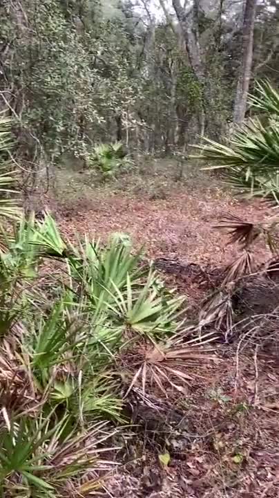 Elle Brooke Outdoor Sextape Video Leaked