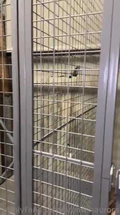 Bronwin Aurora Prisoners Sextape Video Leaked
