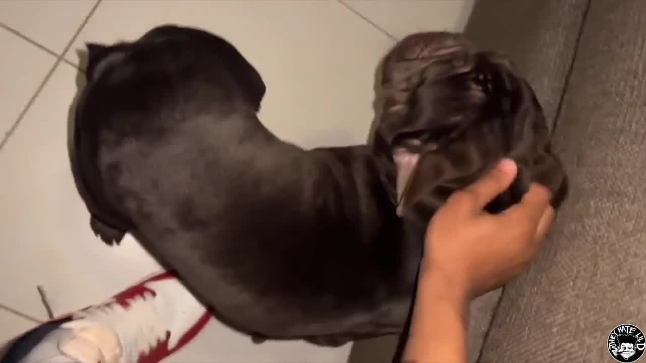 Rharri Rhound Thick Pawg Neighbor Sits On Lil D