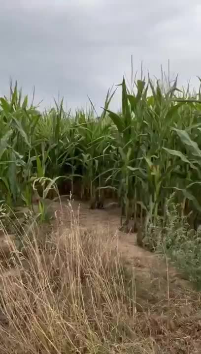 Angele Ice Gets Her Pussy Plowed On The Farm